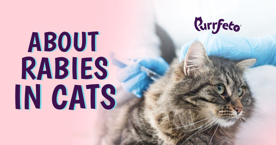 rabies in cats