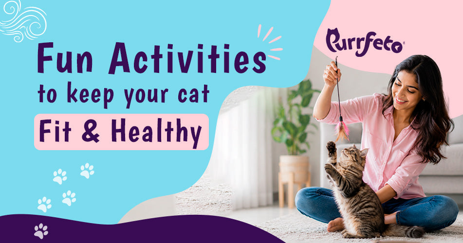 Fun Activities to Keep Your Cat Fit and Healthy