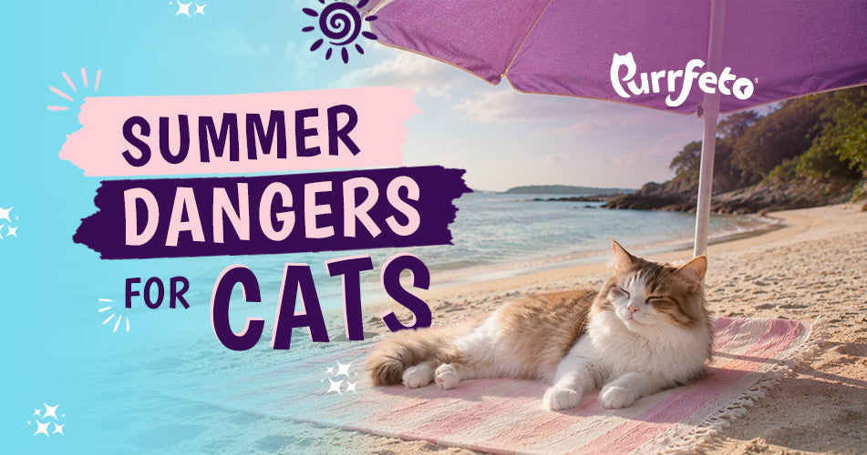 Summer Dangers for Cats: Common Diseases & How to Protect Your Cat in Hot Weather