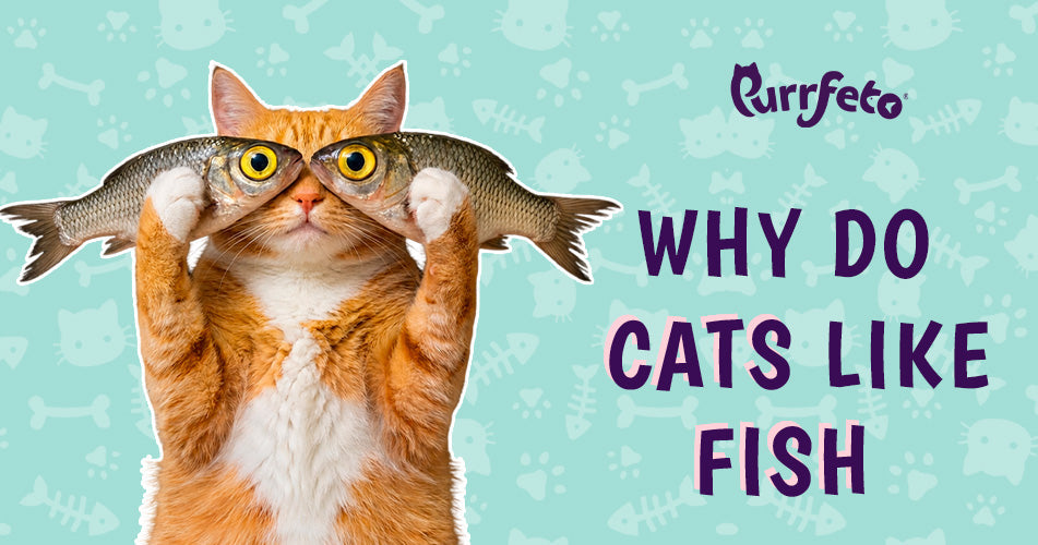 Why Do Cats Like Fish? Taste, Smell & Benefits