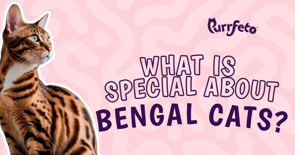 Bengal Cat Guide