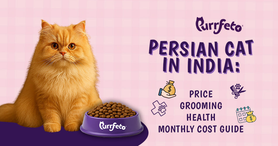 Persian Cat