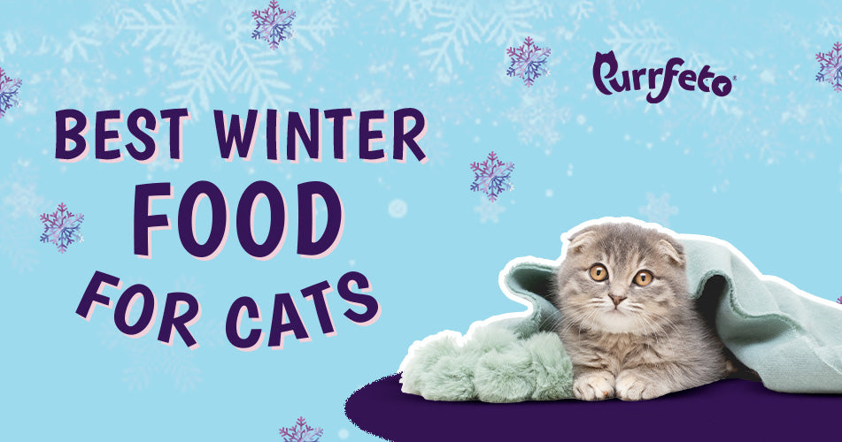 best winter food for cats