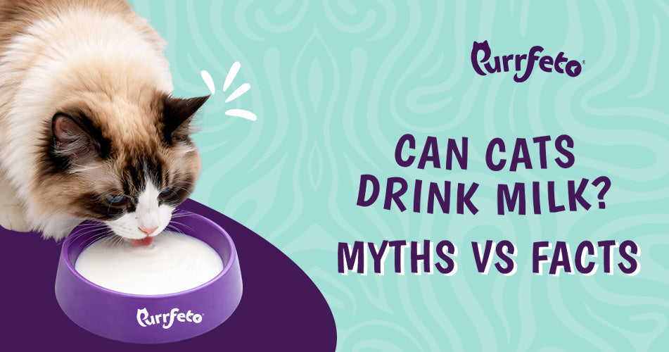 Can Cats Drink Milk