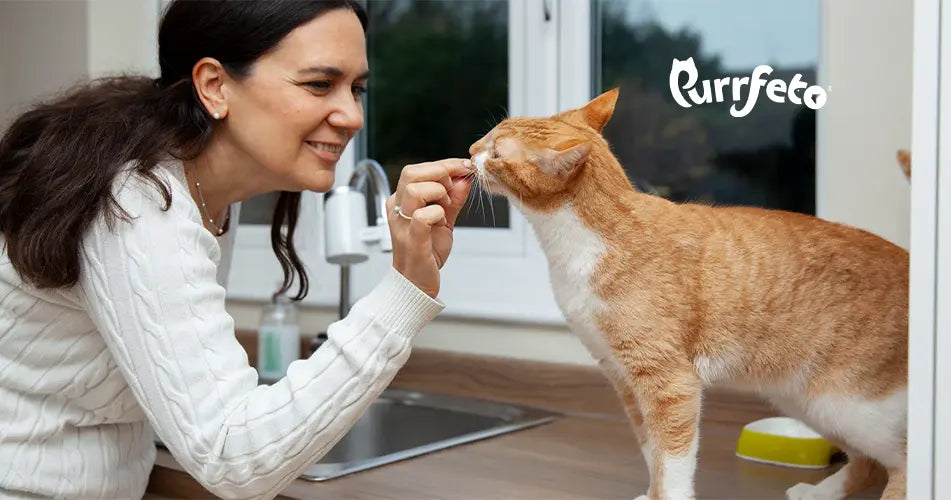 can your cat diet impact its skin