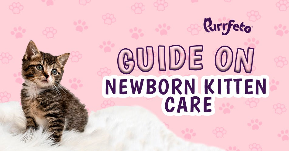 New Born Kitten Care