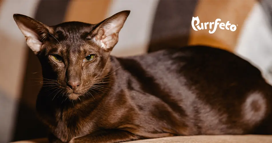 Why Is My Cat Not Eating? 10 Reasons and What to Do