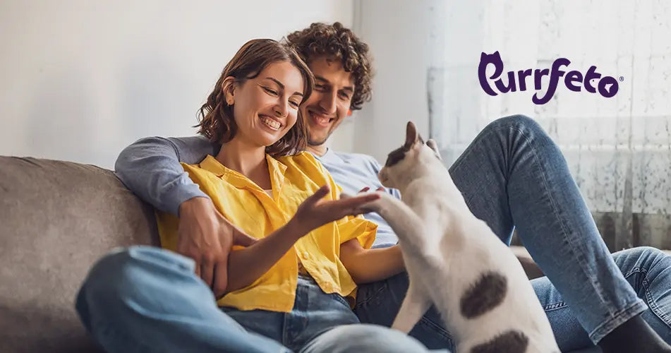 cat friendly home tips