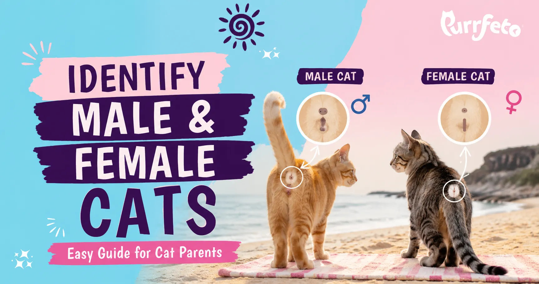 How to Identify Male and Female Cats