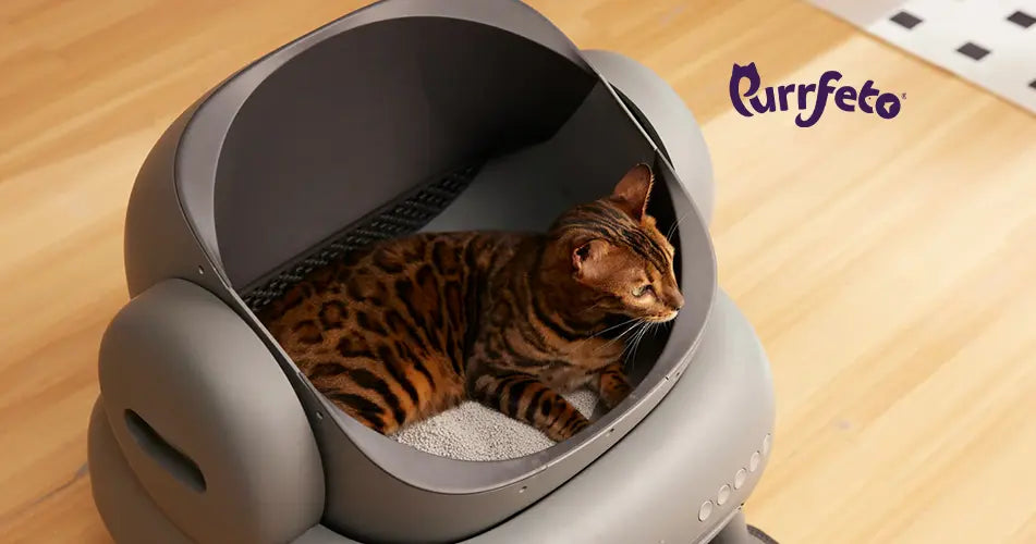 What is FLUTD in Cats