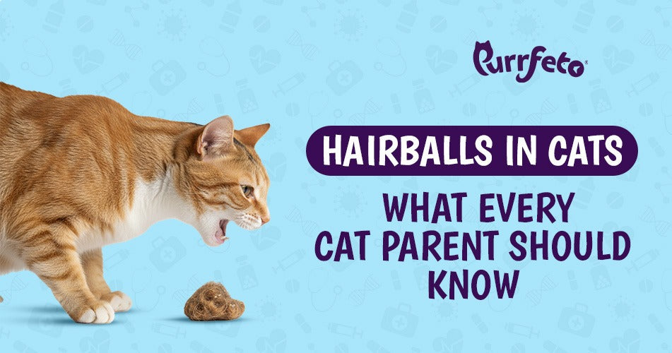 Hairballs in Cats