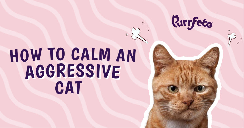 How to Calm an Aggressive Cat