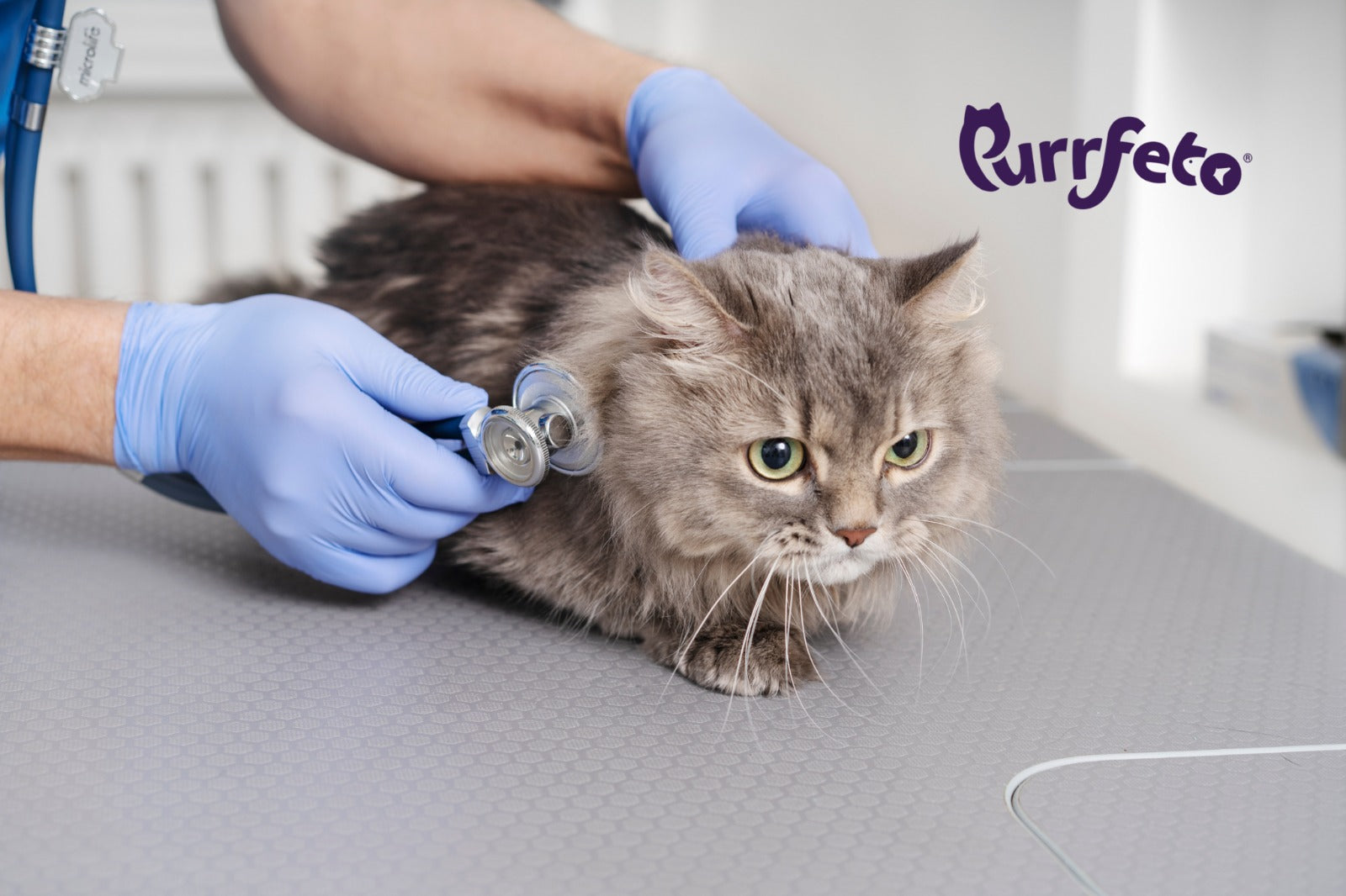 myths about cats