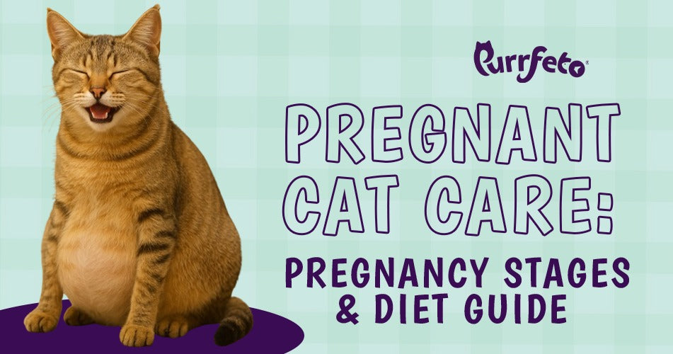 Care for a Pregnant Cat