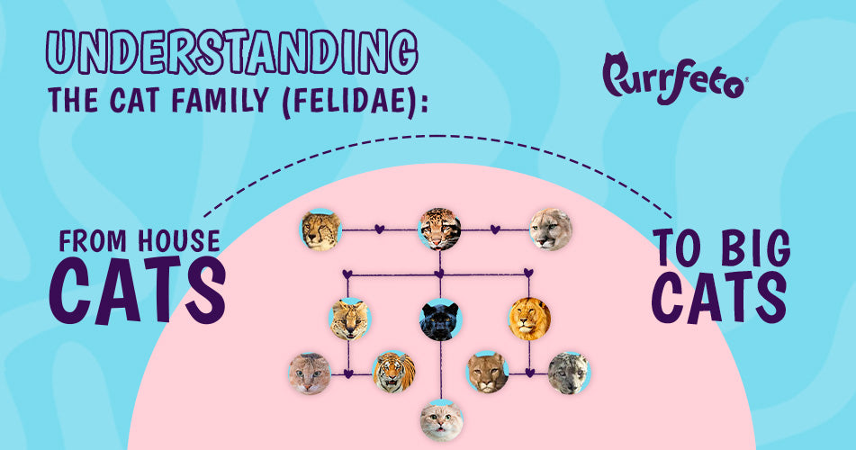 Cat Family