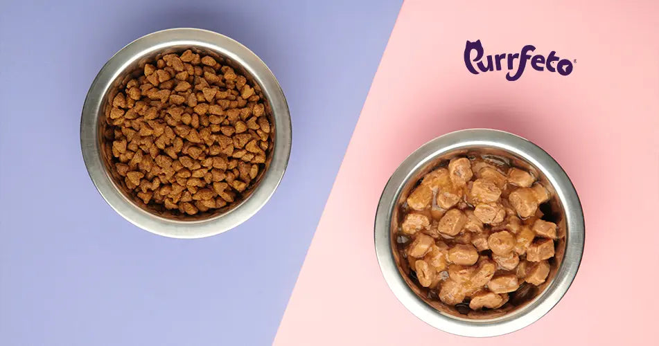 wet vs dry cat food