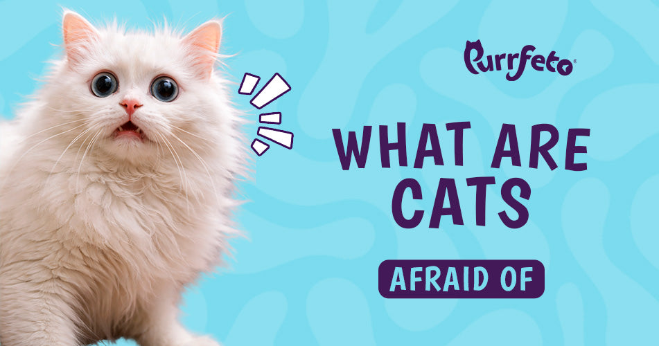 What Are Cats Afraid Of