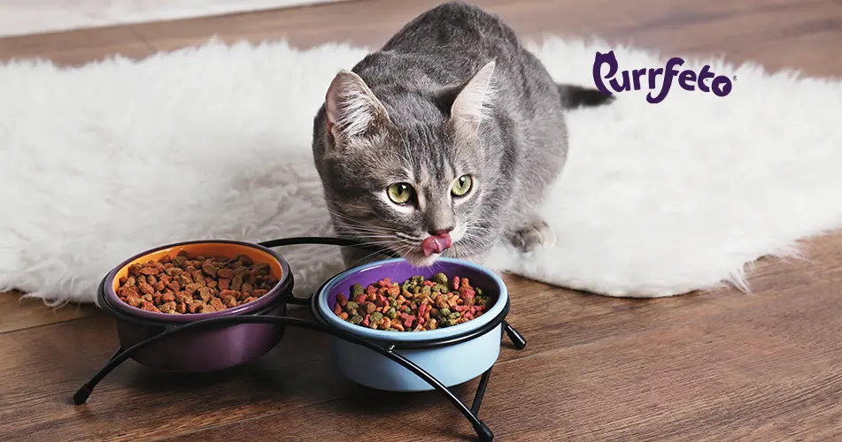 what really impacts your cat immunity