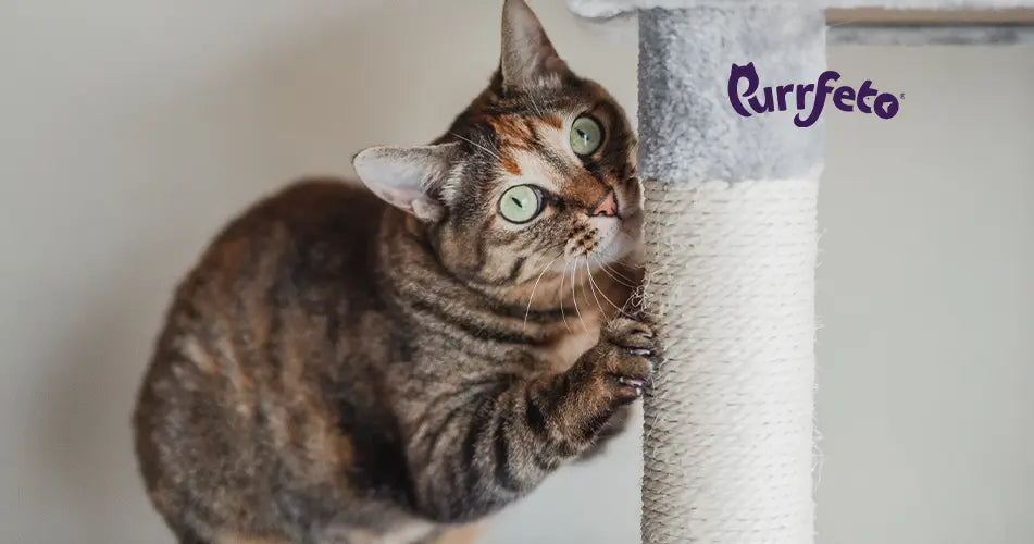 what your cat behaviour is telling you