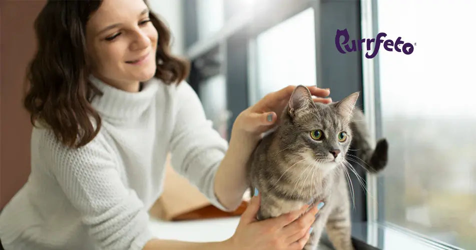 why cat food beats home cooked meals