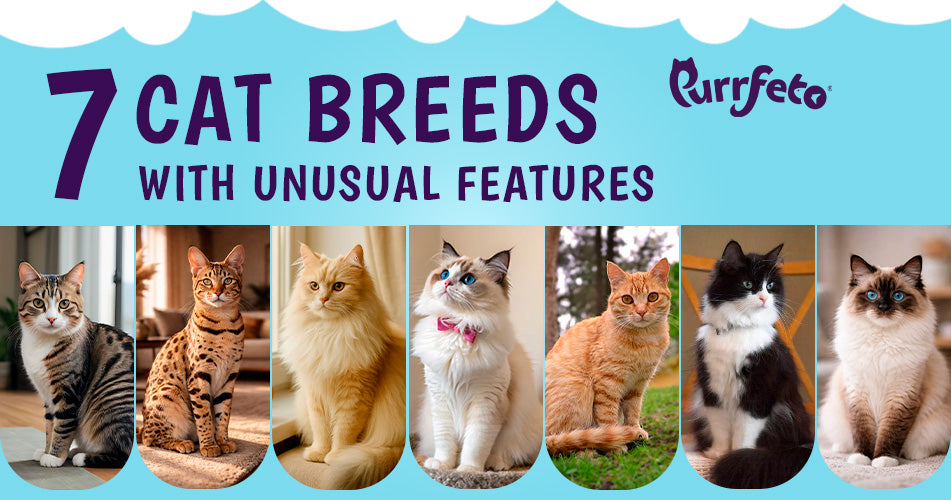 Cat Breeds with Unusual Features