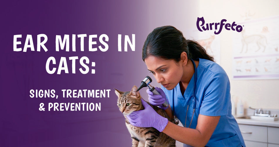 ear mites in cats