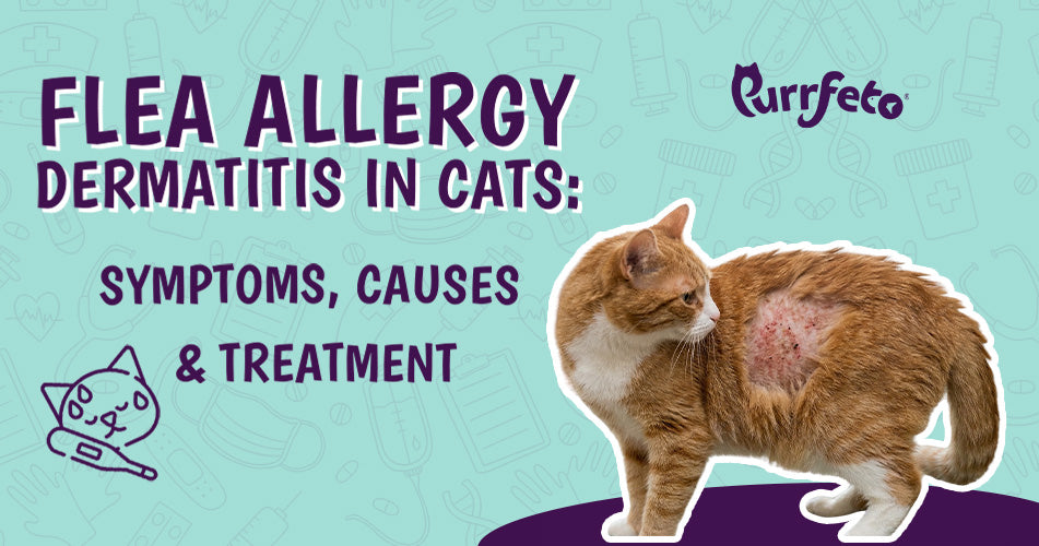 Flea Allergy Dermatitis Cats