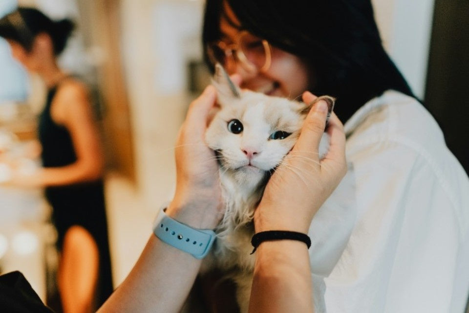 Thinking of Adopting a Cat? Meet Most Popular Cat Breeds