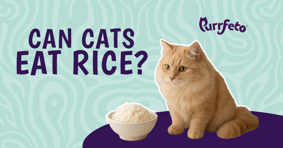 Can Cats Eat Rice