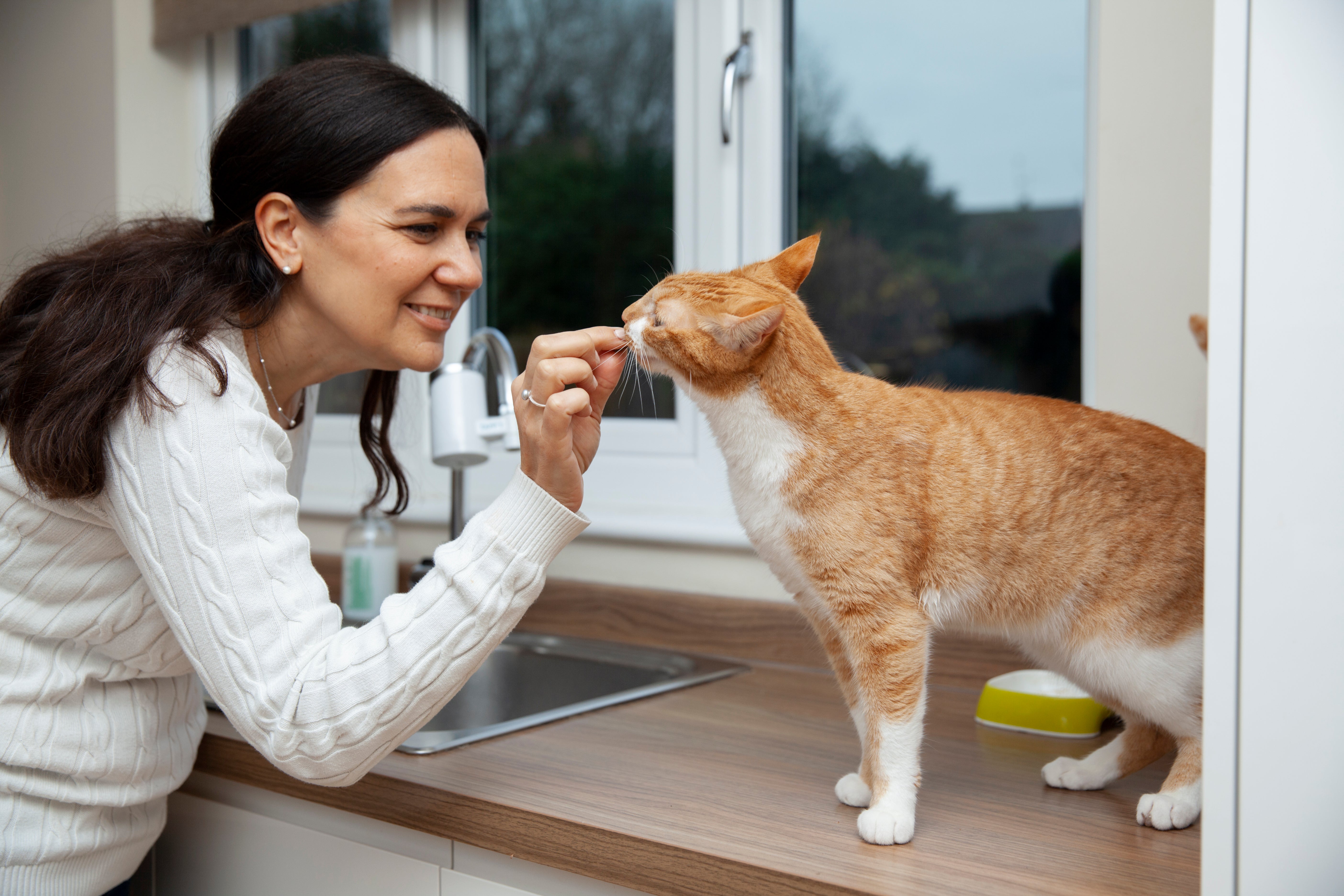 Seasonal Cat Care Tips for Indian Summers, Monsoons & Winters