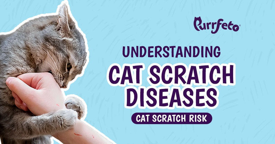 Cat Cancer Scratch Protect Yourself from Cat Scratch Disease – Purrfeto
