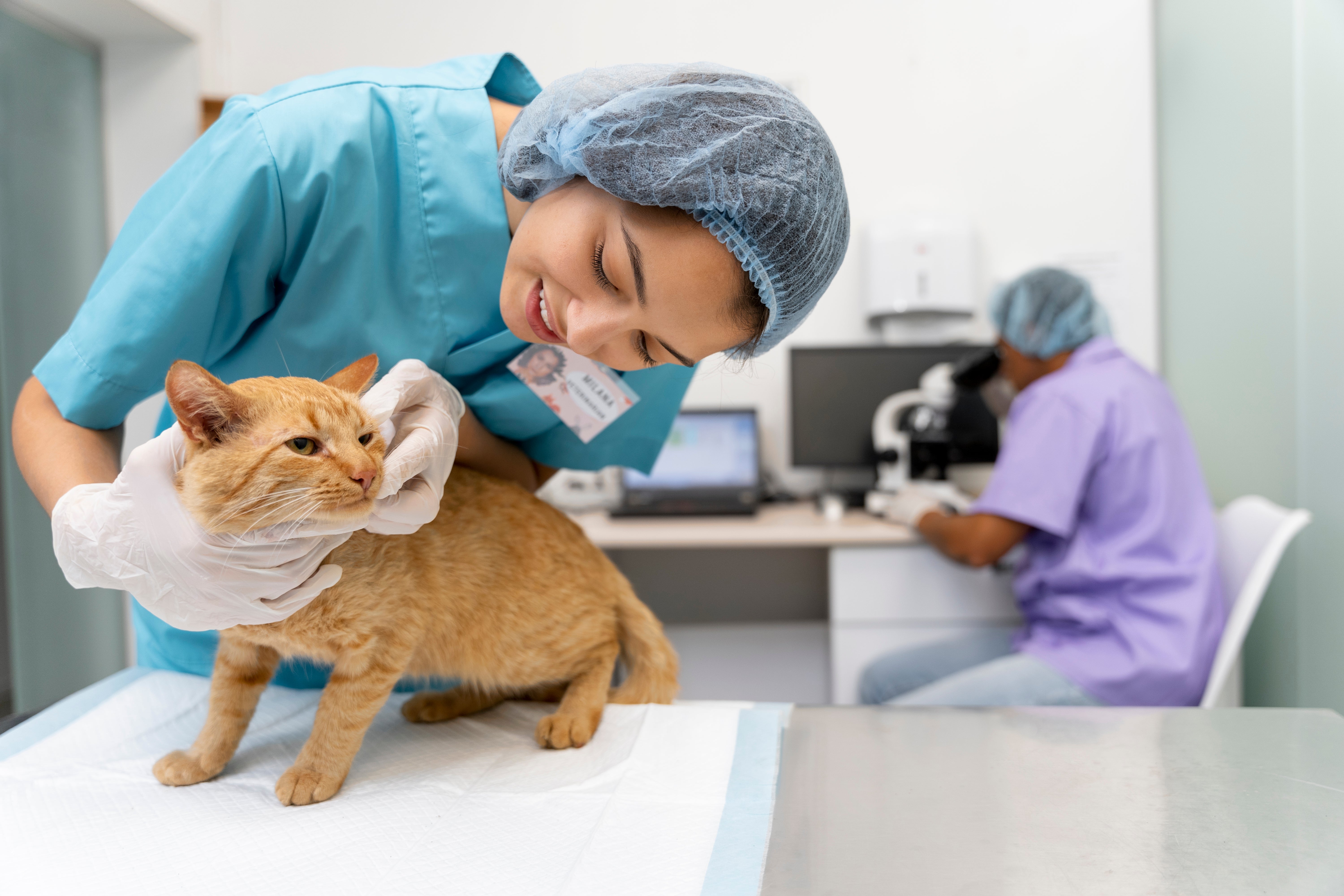 Cat with Urinary Tract Infection: Signs, Causes, and Treatment
