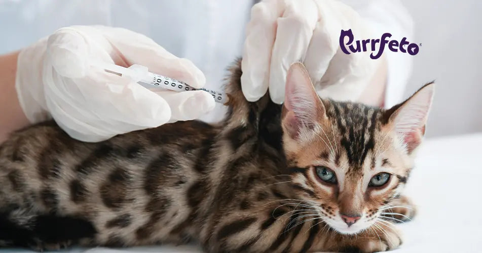 Cat Vaccination Cost in India: Prices, Schedule & Tips