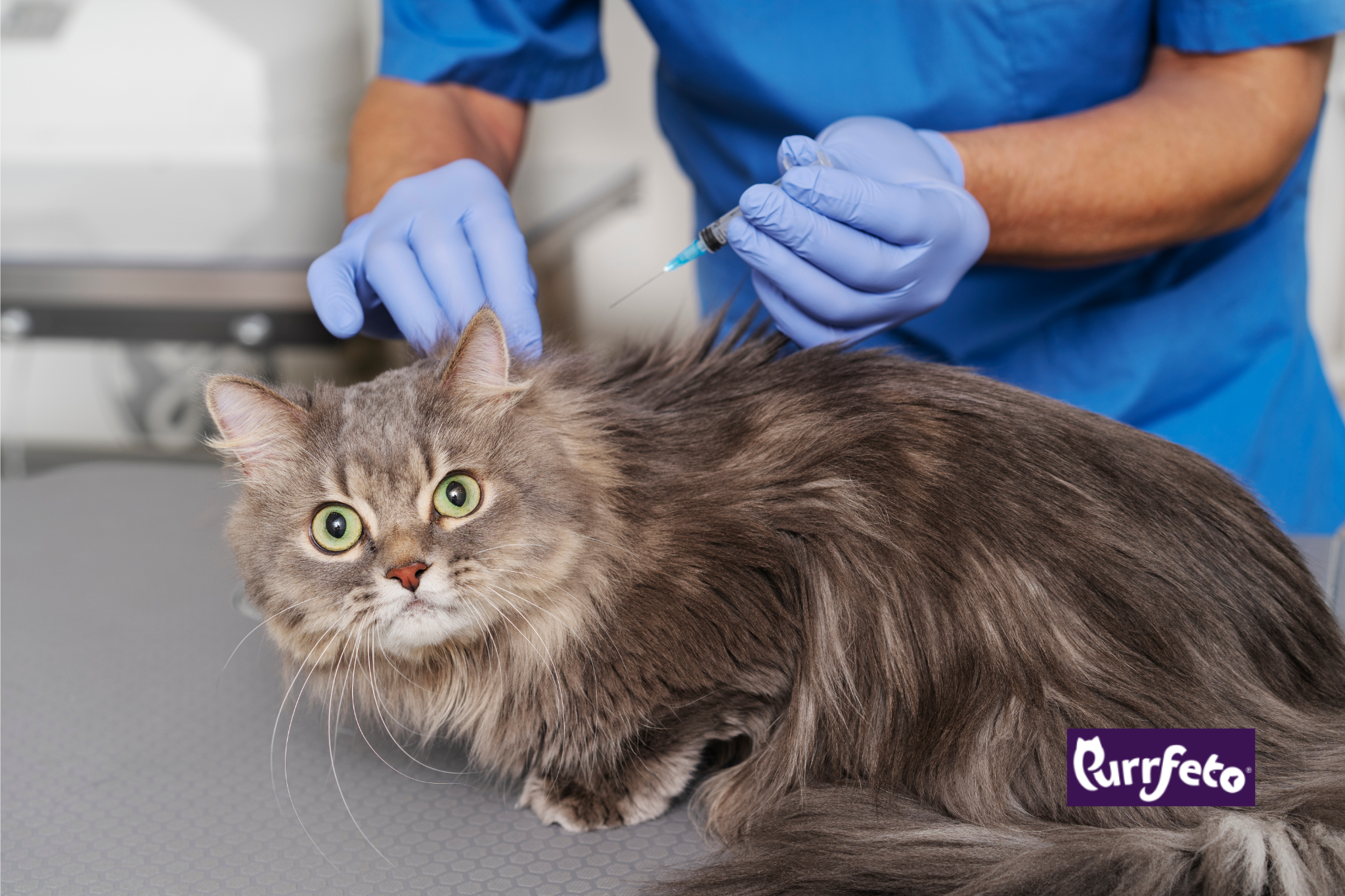 Cat Vaccination Cost in India 2025: Prices, Schedule & Tips