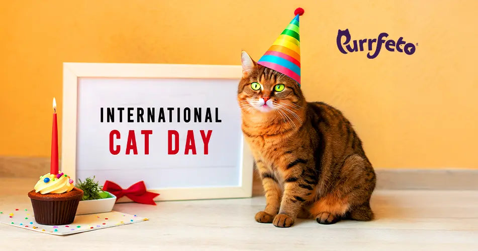Celebrate International Cat Day