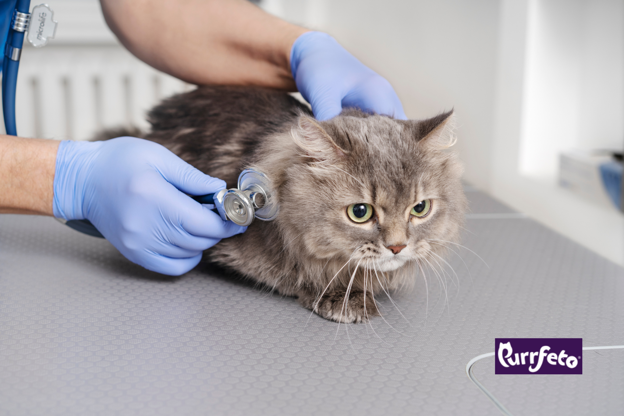 Common Cat Health Problems: From FLUTD to Panleukopenia