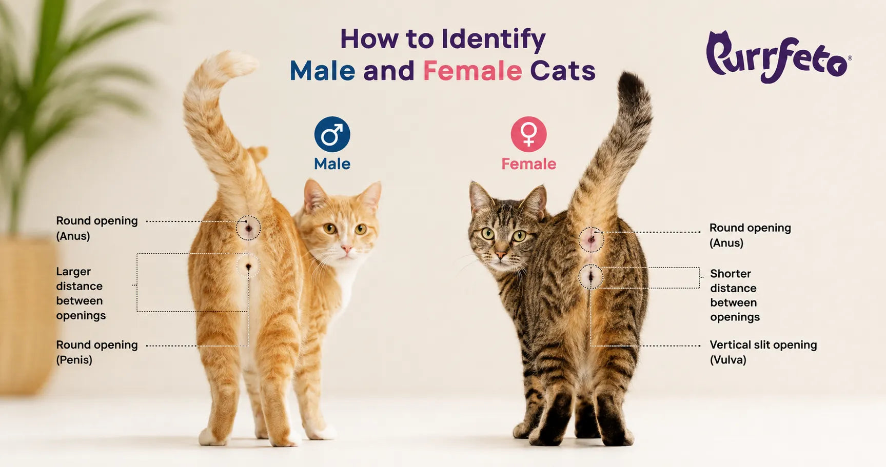 How to Identify Male and Female Cats