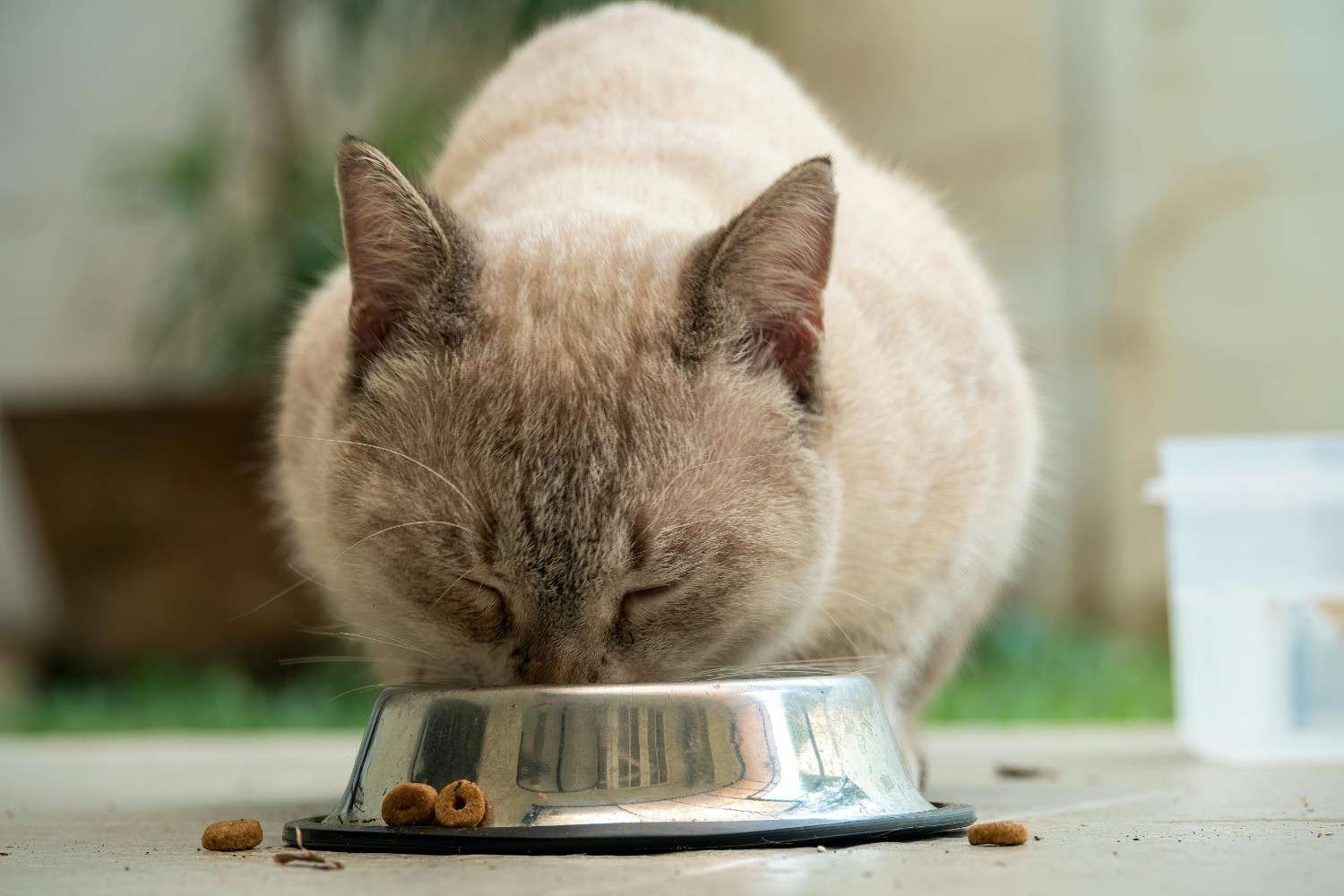 How to Choose Healthy Food for Cats: A Guide for Every Pet Parent