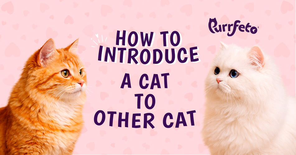 How To Introduce A Cat To Other Cat