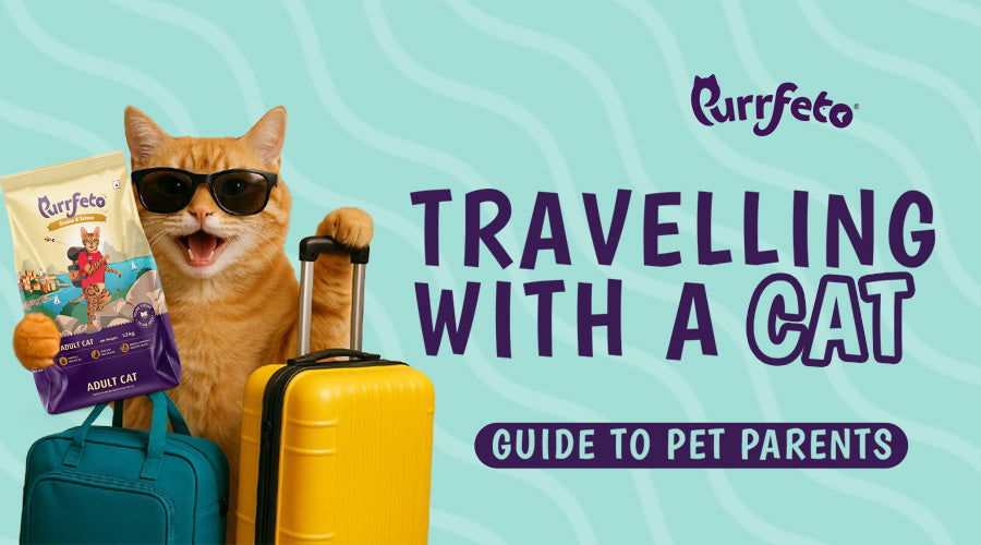 How to Travel with a Cat