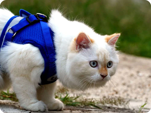 4 Simple Diet Hacks to Make Your Cat’s Coat Shinier Than Ever