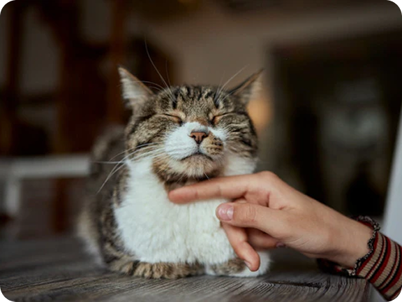 Kitten vs. Cat Food: What Every Pet Parent Needs to Know