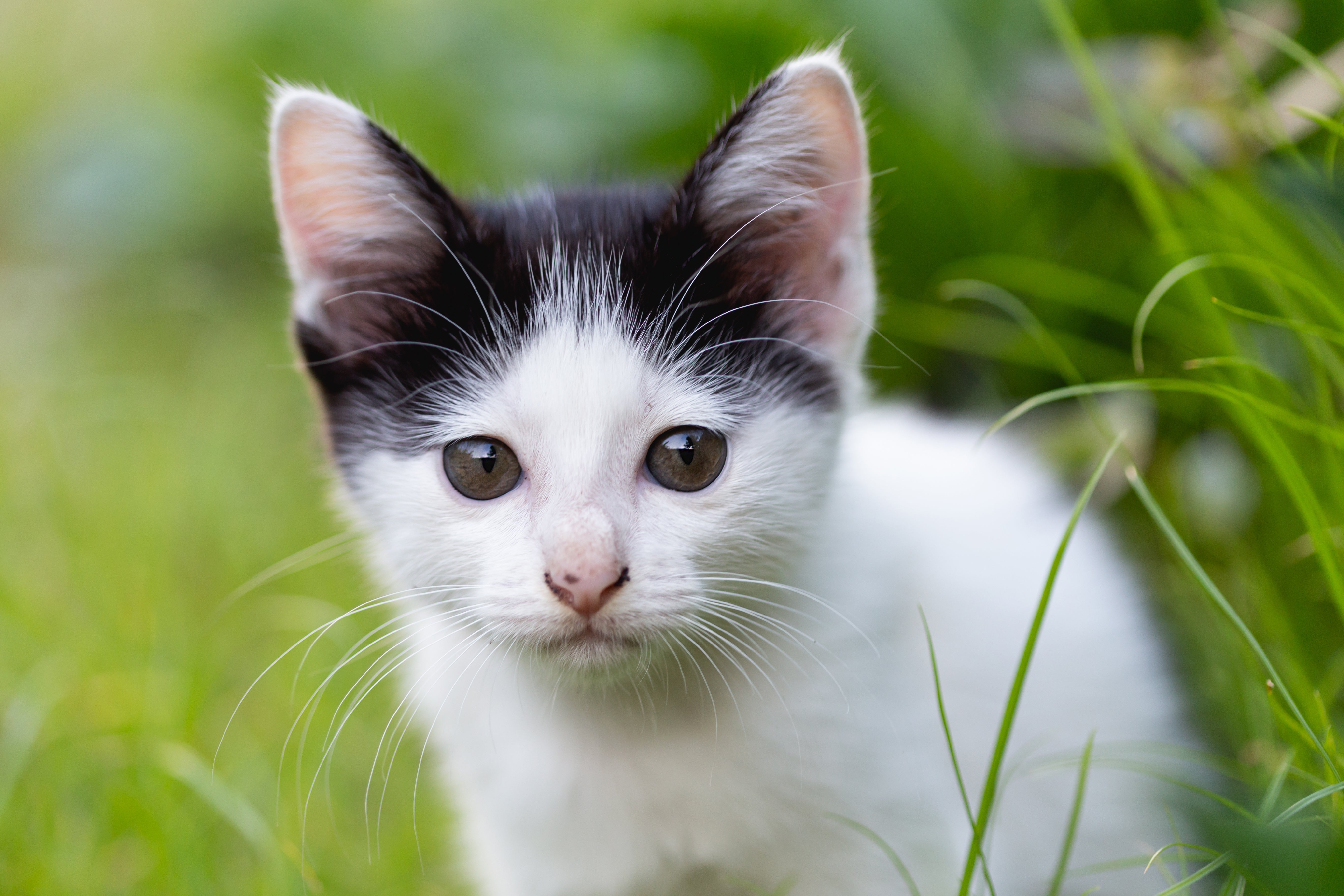 Travelling with Your Cat? Here’s How to Manage Their Meals on the Go
