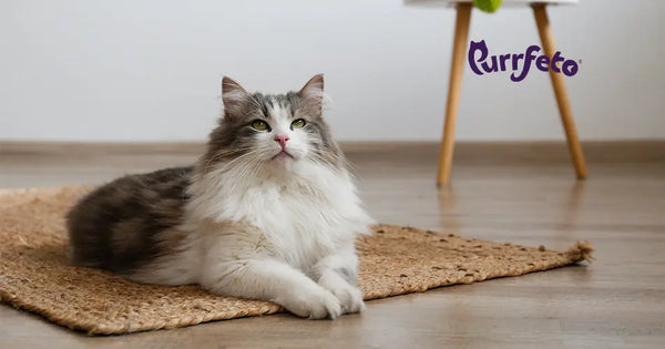 Myths About Cats That Need to Be Scratched Out