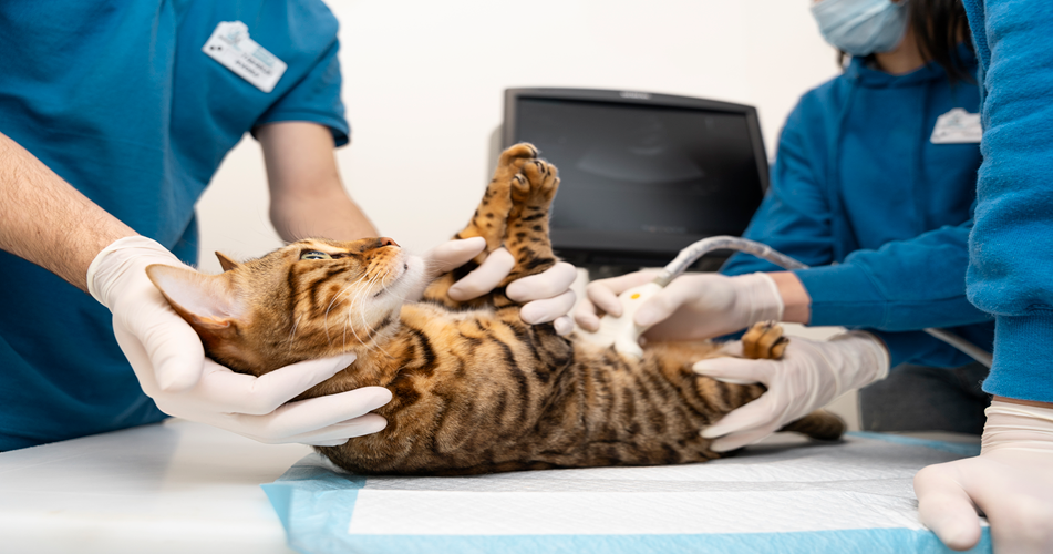 Neutering Cat