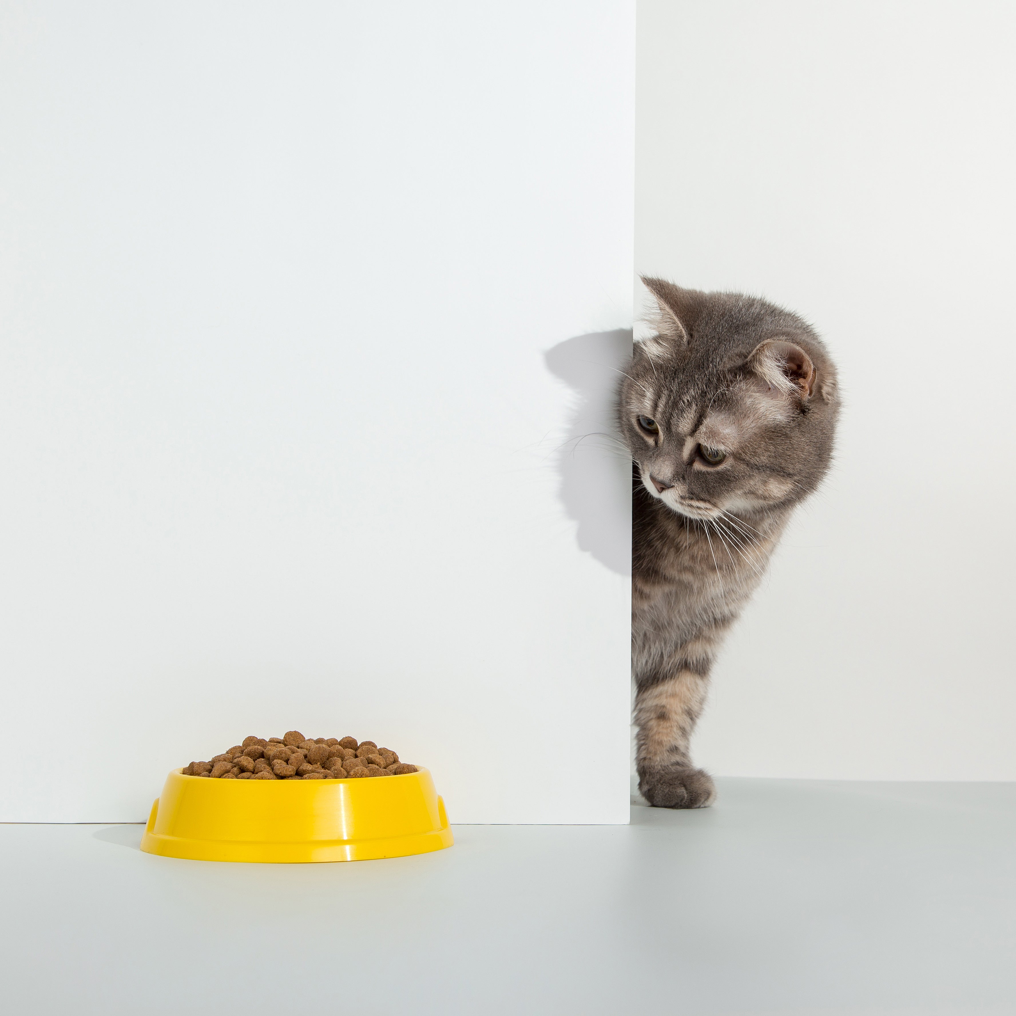 Wet vs Dry Cat Food: Which Is Best for Your Cat?