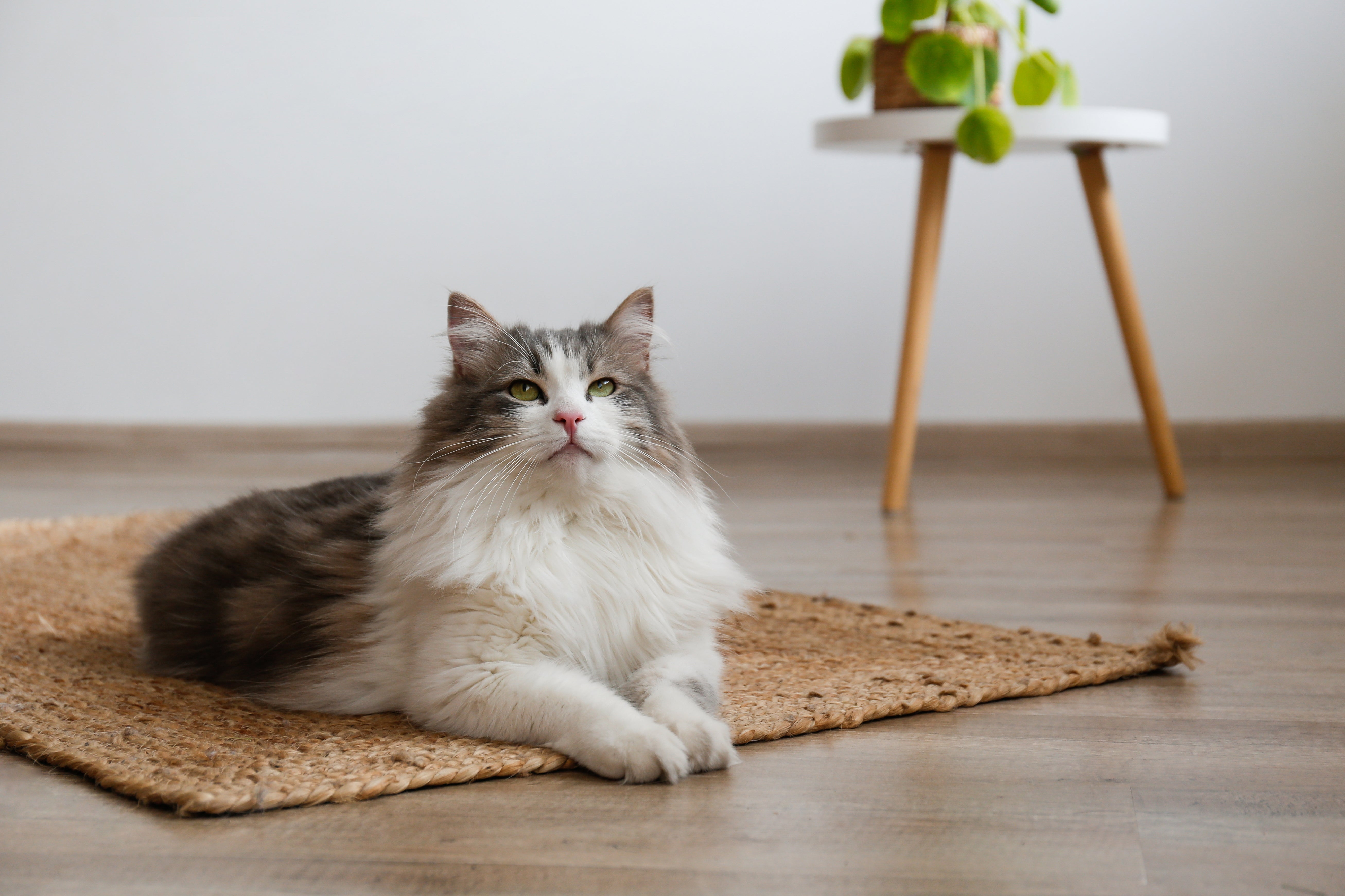 Myths About Cats That Need to Be Scratched Out