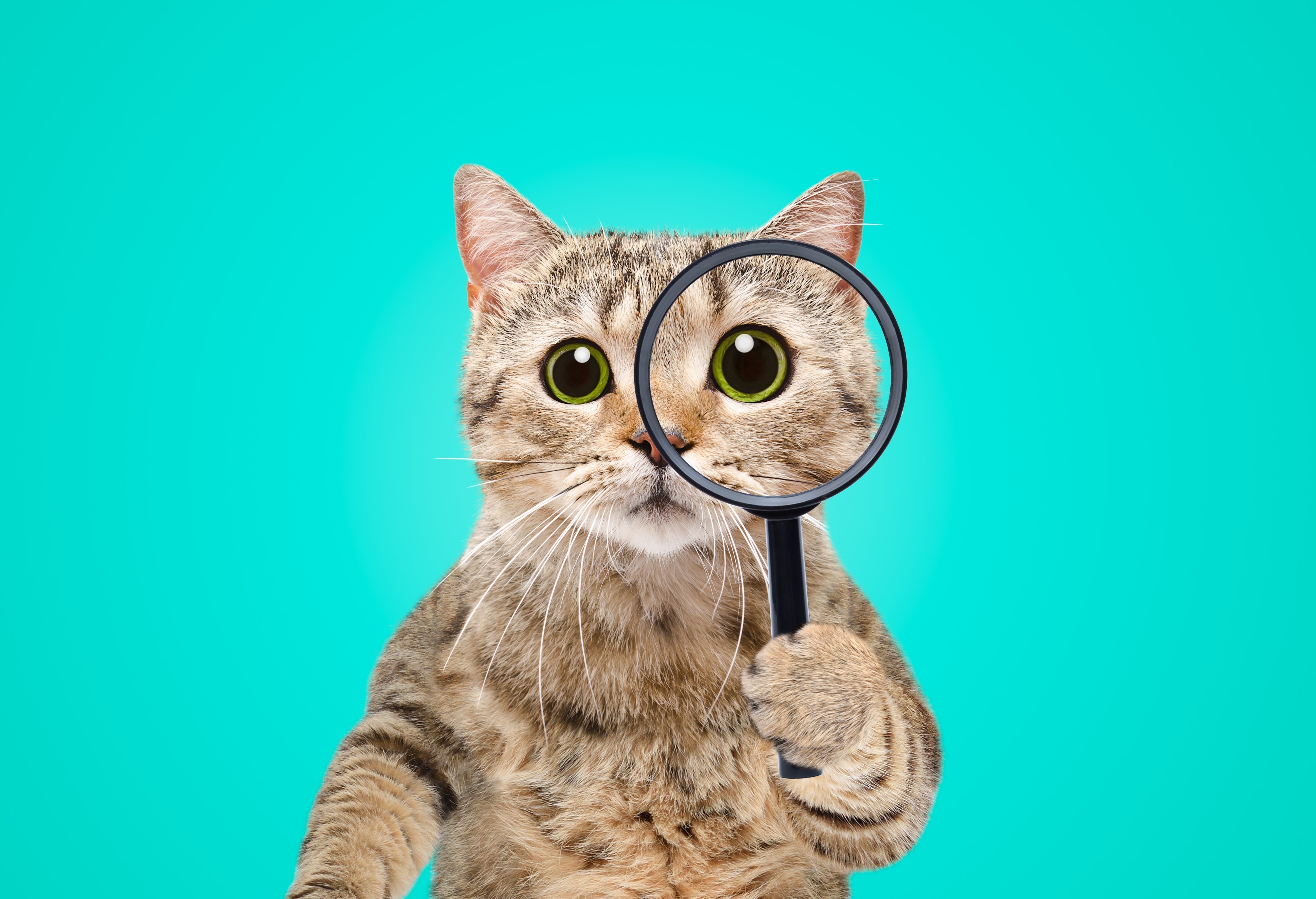 What Your Cat's Behaviour is Telling You