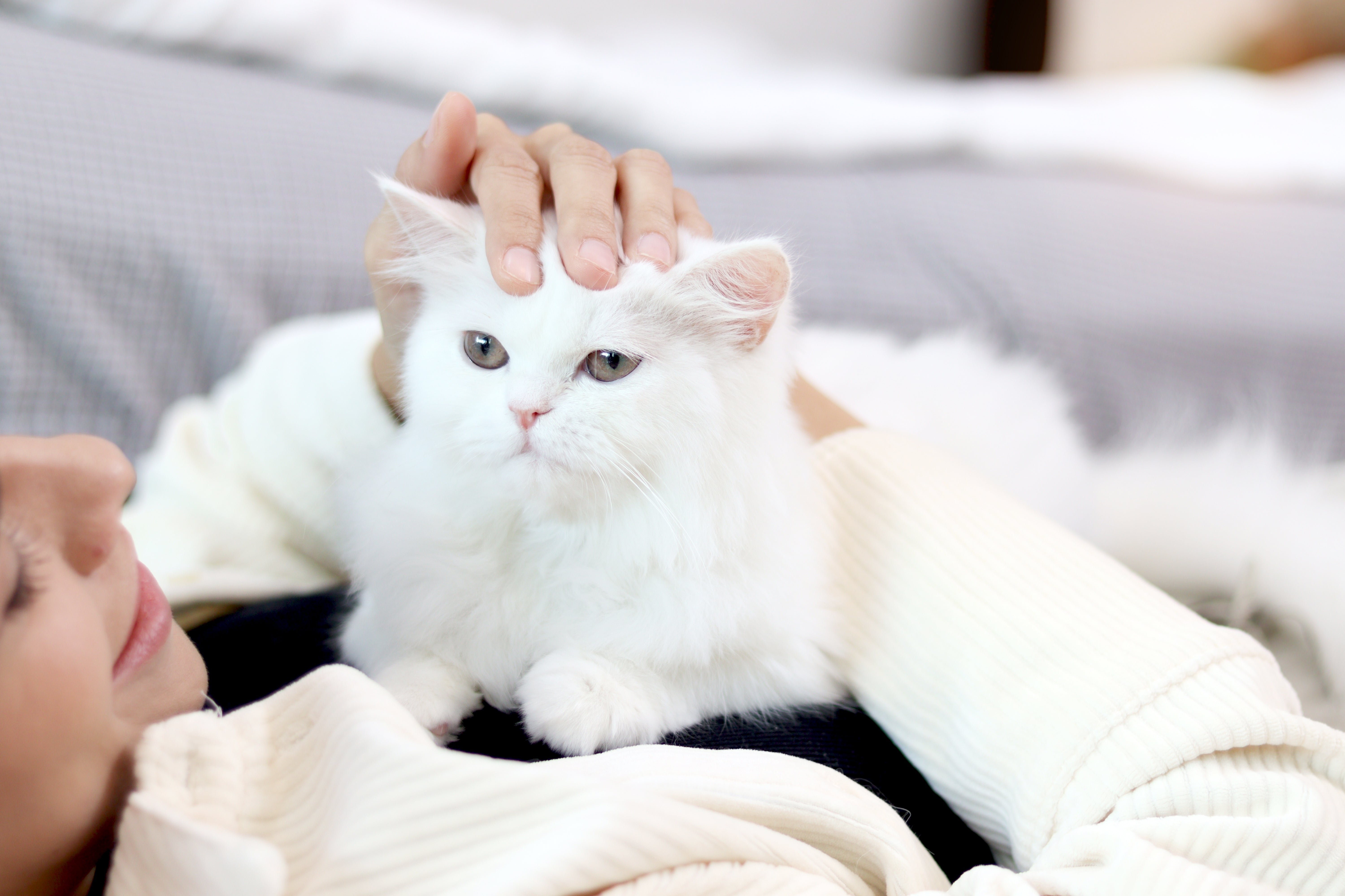 Is Your Cat Always Tired? Your Cat Food Could Be The Reason