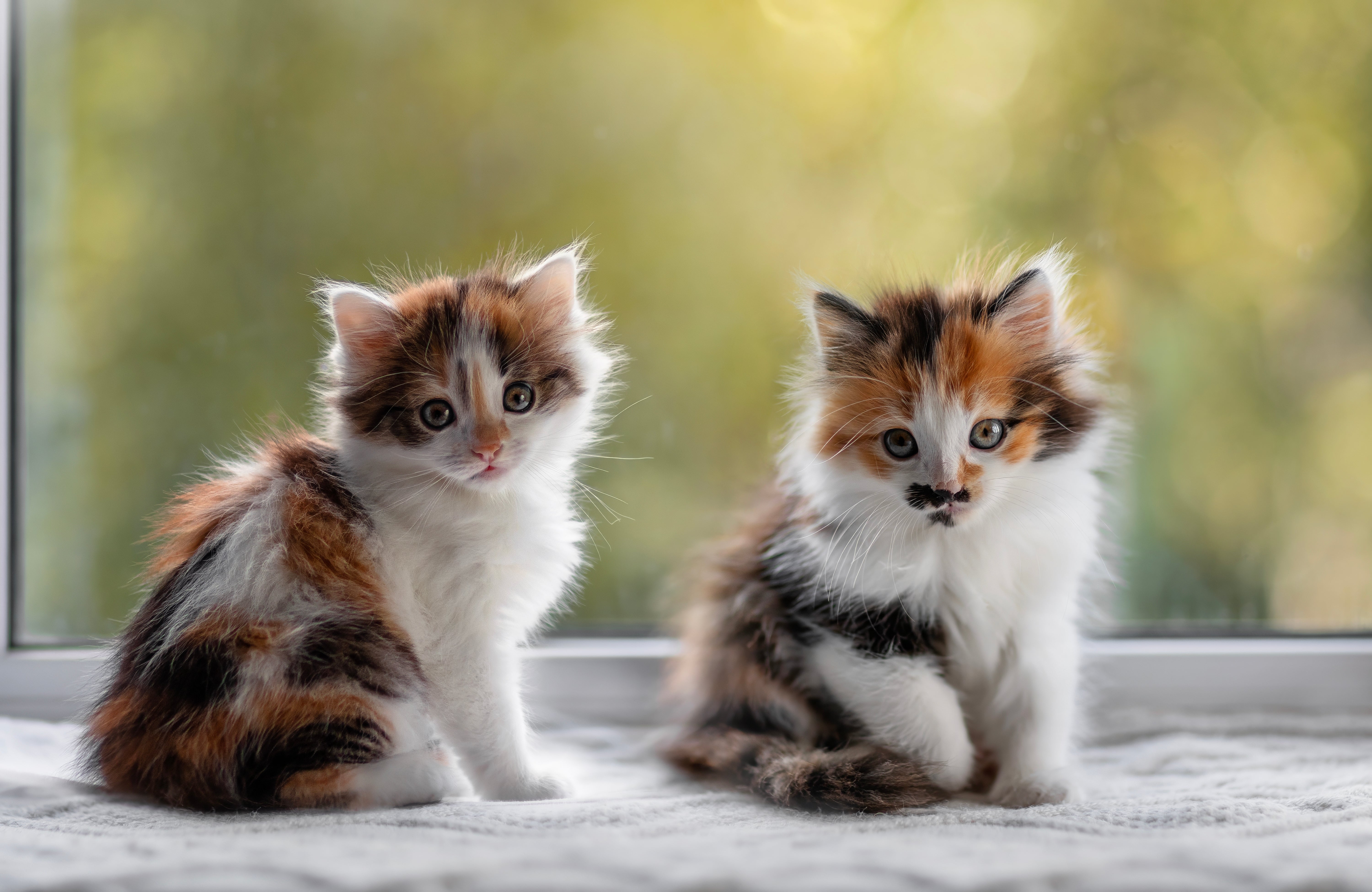 What Really Impacts Your Cat’s Immunity (And How Food Plays a Big Role)